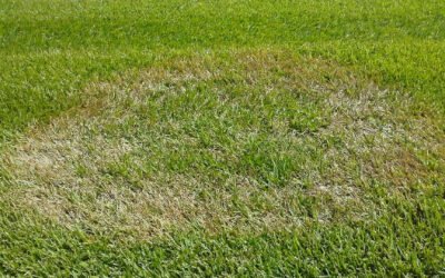 brown patch on grass