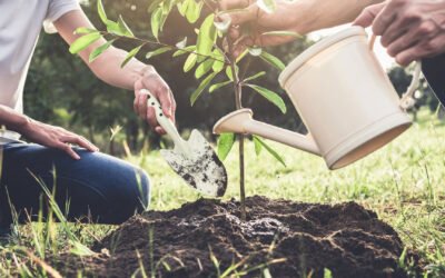 gardening-tree-roots