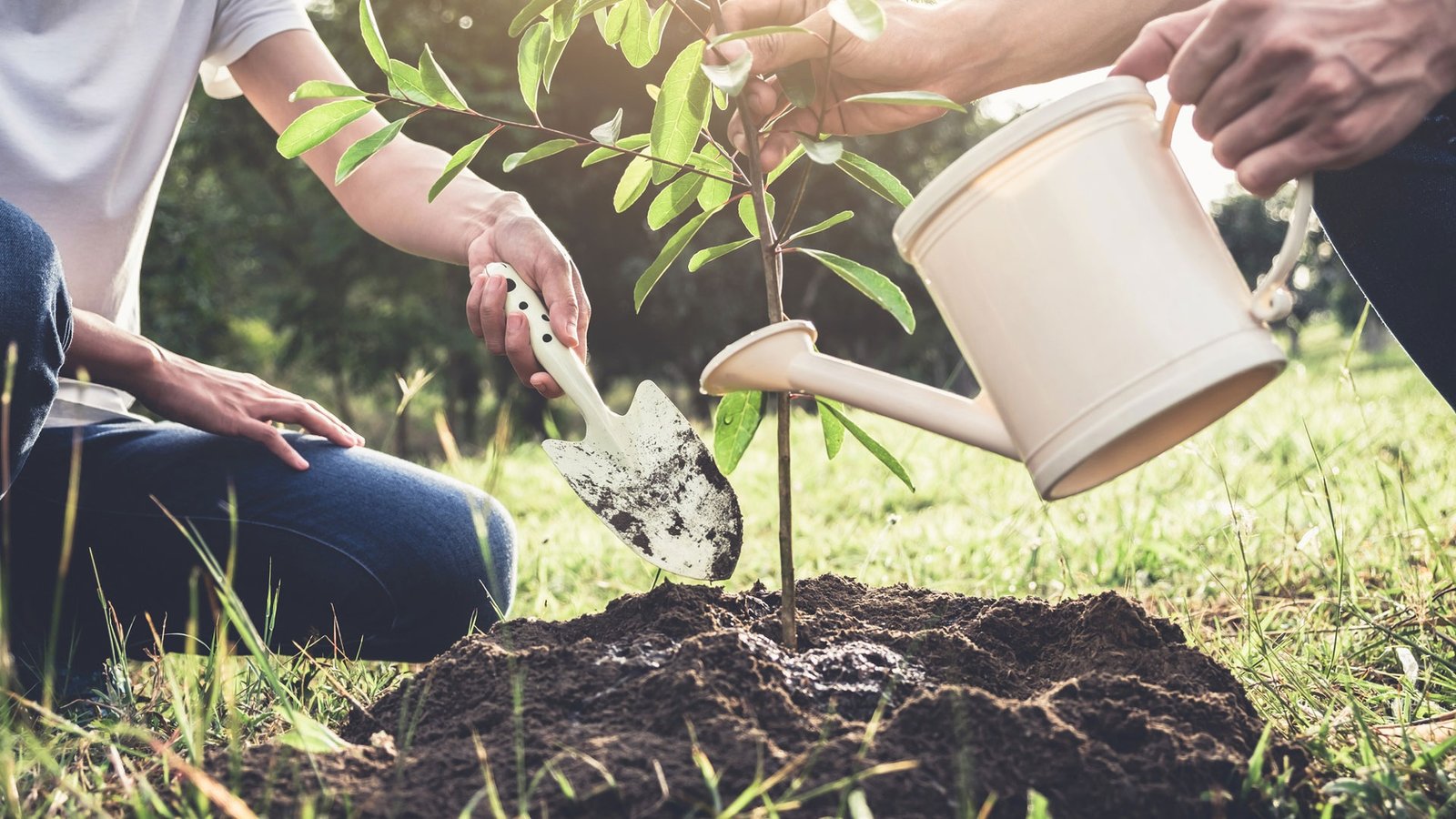 gardening-tree-roots